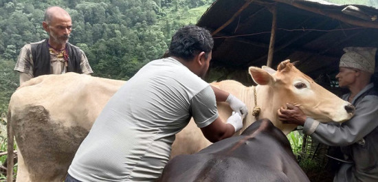 चितवनमा २७ हजारभन्दा बढी लम्पी स्किन खोप लगाइयो