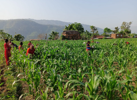 बाली बिमाप्रति किसानको बेवास्ता