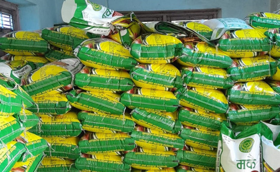 झापासम्म पुग्छ डोटीको उन्नत मकैको बीउ