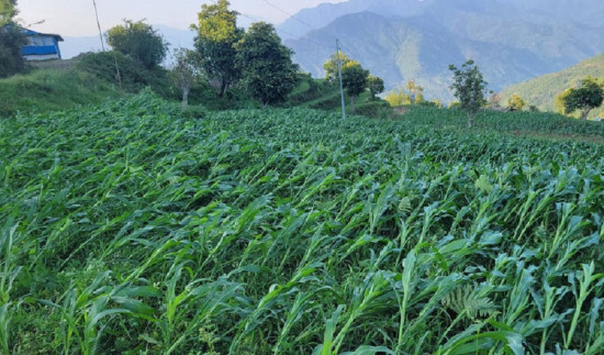 पसाउन लागेका मकैका बोट हुरीले ढालेपछि खोटाङका किसान चिन्तित 