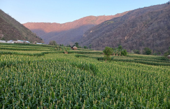 बेमौसमी मकै खेतीबाट मनग्य आम्दानी
