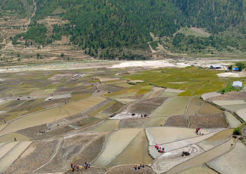 जिउलो खेतको फाँटमा मार्सी धान रोपाइँ गरिँदै