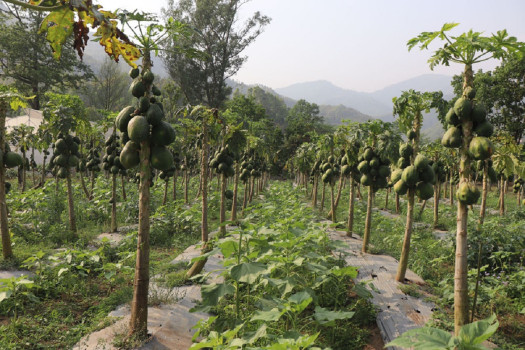 चितवनमा मेवाको बिरुवाको माग उच्च