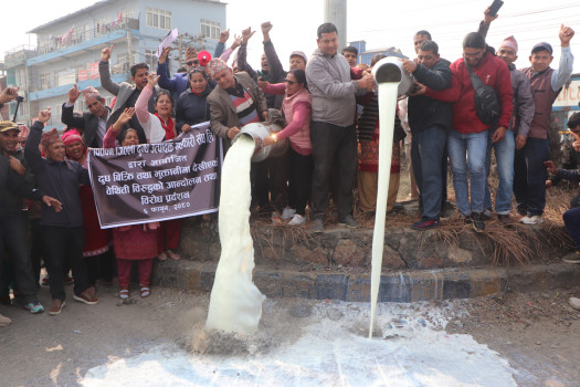 चितवनका कृषकले सडकमै दूध पोखेपछि...