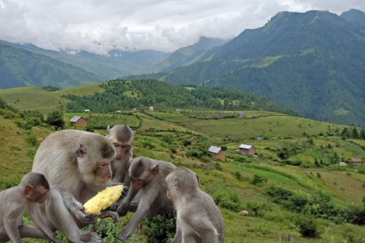 बाँदरका कारण रित्तिँदै बस्ती