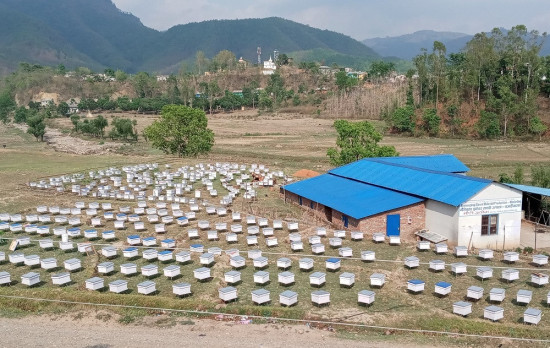 अज्ञात रोगले धमाधम मौरी मर्न थालेपछि रित्तिँदै घार, संकटमा व्यवसाय