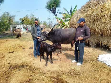 मुर्रा राँगाको वीर्य परीक्षण सफल