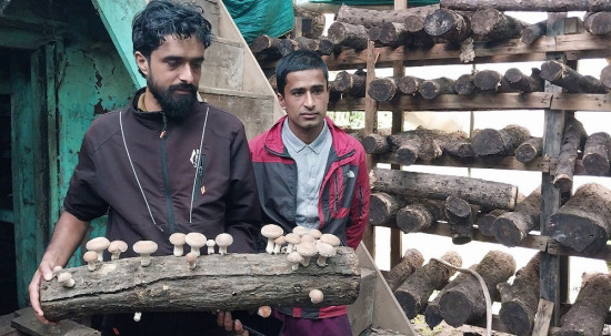च्याउखेतीमा भविष्य खोज्दै काफ्ले दाजुभाइ