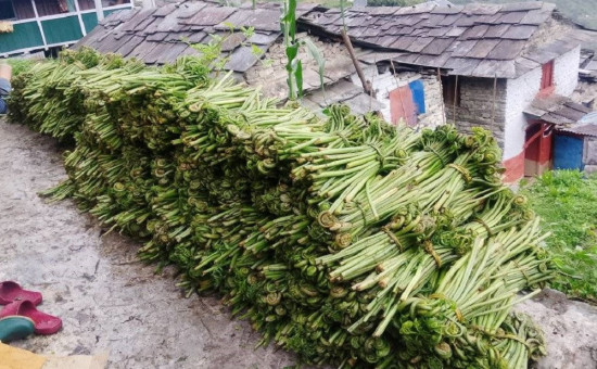 दोवाका स्थानीयको घरखर्च चलाउने माध्यम बन्न थाल्यो निहुरो