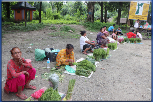 जंगलमा जोखिम मोलेर टिपेको निउरोले घर खर्च चल्दै