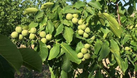 आलुखेती छाडेर व्यावसायिक ओखरखेतीमा बनौका किसान