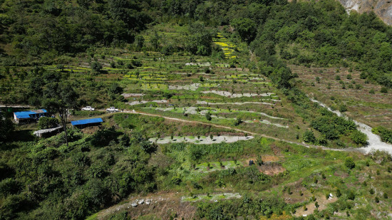 जलजलाको ७५ हेक्टरमा सुन्तलाजन्य फलफूल विस्तार गरिँदै