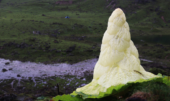 खर्कमा फुलेको पदमचाल