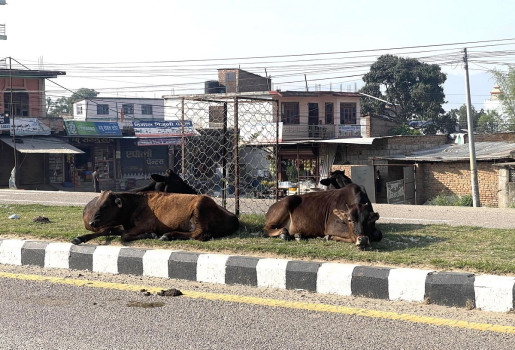 सडकमा छोडिएका गाईबाच्छा संरक्षण गर्न माग