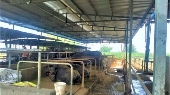 व्यावसायिक पशुपालनमा युवाको आकर्षण