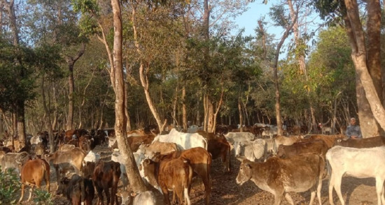 किसानलाई छाडा पशुबाट बाली जोगाउनै हम्मे