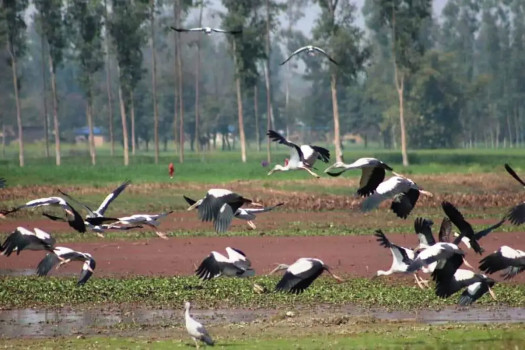 चराको स्वर्ग अर्थात् पुरैनी ताल