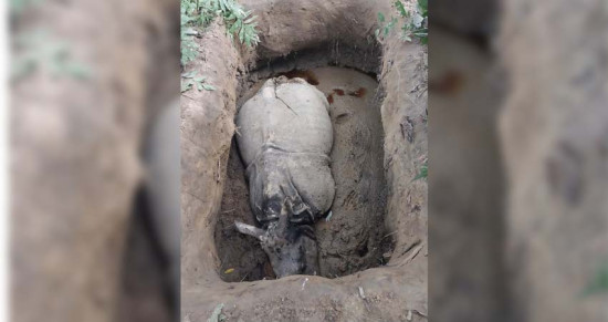 चितवन राष्ट्रिय निकुञ्जमा तस्करले दुई गैँडा मारे
