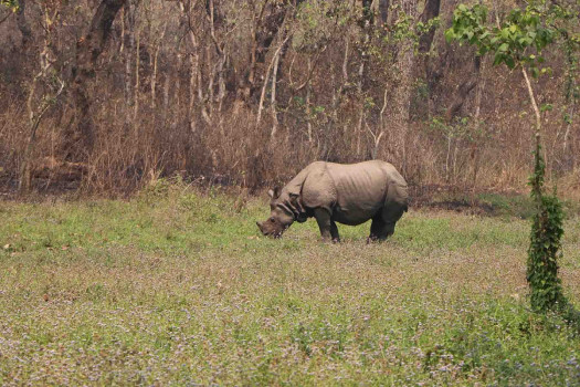 गैंडाको आक्रमणबाट चितवनमा एक जनाको ज्यान गयो