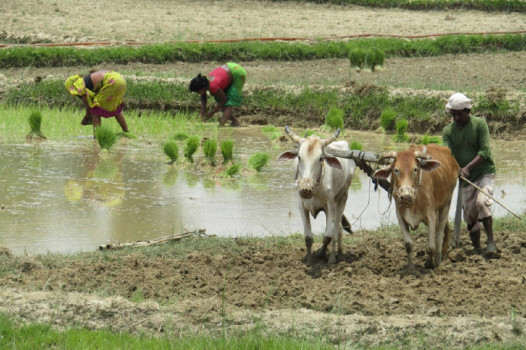 मधेसमा मनसुन सक्रिय, तर पर्याप्त वर्षा छैन