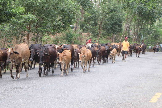 चरणबाट फर्किएका गाई
