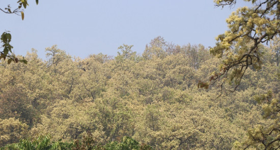 सुर्खेतको सामुदायिक वनमा ढकमक्क फुलेको साल