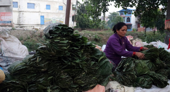 सालको पात बेचेर चाडपर्वमा खर्चको जोहो