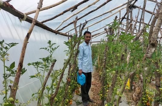 अध्यापनसँगै तरकारी खेतीबाट मनग्य कमाइरहेका धनवीरसिंह