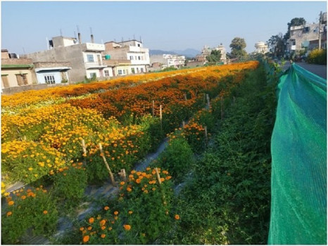 ढकमक्क फुल्न थाले तिहार लक्षित सयपत्री