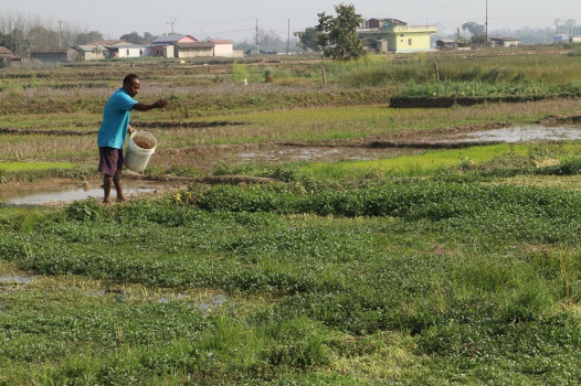 खोले साग बेचेर मासिक लाख कमाउँदै कावासोती-७ का लक्ष्मी महतो
