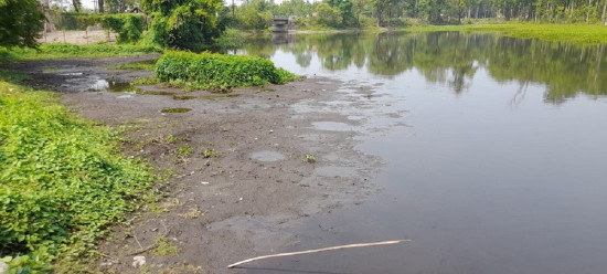सिमसार क्षेत्रको अतिक्रमणले जोखिममा कछुवा