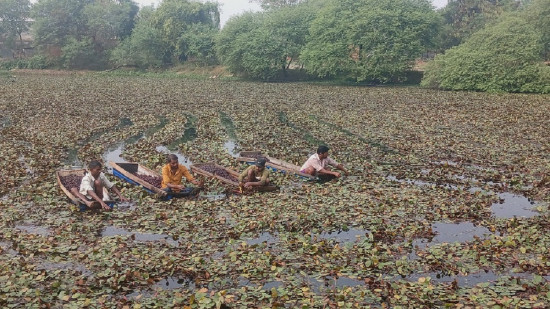 व्यावसायिक सिंगडाखेतीबाट गाउँमै लाखौं आम्दानी