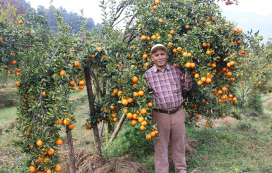 बगैंचाबाटै बिक्छ सुन्तला, किसान दंग