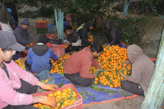 सुन्तलाले फेरिएको दोसल्ले गाउँ