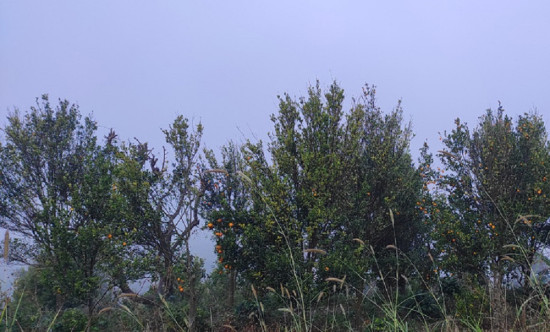 लमजुङमा सुन्तला उत्पादनमा ह्रास