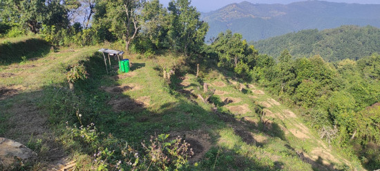 तनहुँमा सुन्तलाखेतीतर्फ आकर्षण बढ्दै