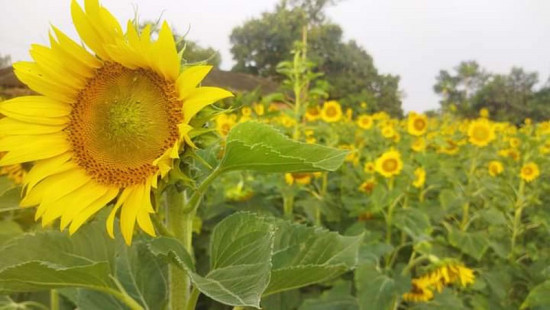 पशुपति नगरमा एक किसानले गरेको सूर्यमुखीको खेती