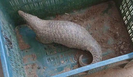गोरखामा भेटिएको लोपोन्मुख सालक