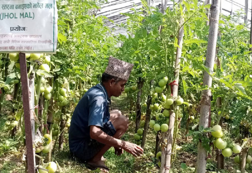 'गाउँले एफएम दाइ'को उदाहरणीय तरकारी खेती