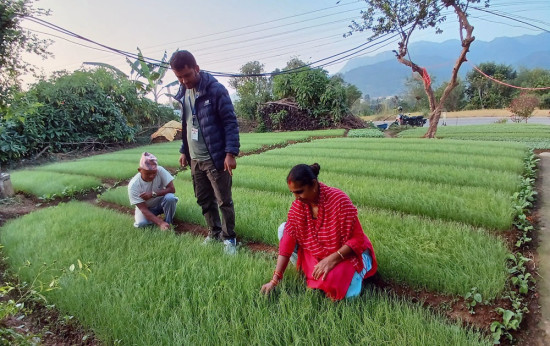 प्याजका बिरुवा बेचेर डेढ लाख कमाइ