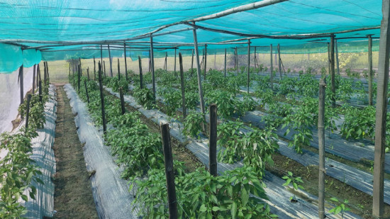 जो तरकारी बेचेर वार्षिक ९ लाख बचाउँछन्