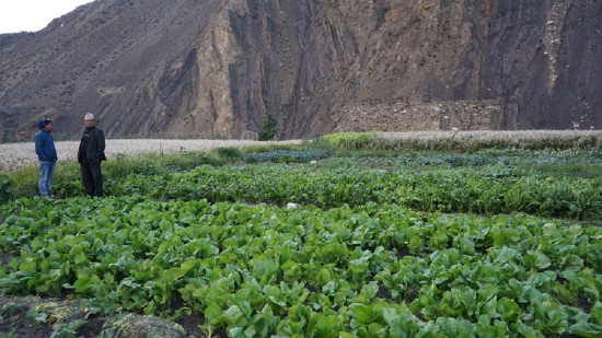 आफ्नो लागि आफैं तरकारी फलाउँदै जनशान्ति मावि