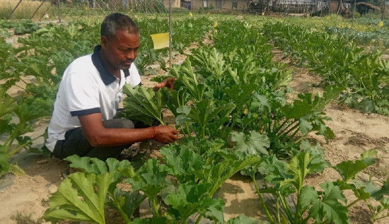 बारीमा तरकारी, घरमै रोजगारी: मासिक लाख कमाइ