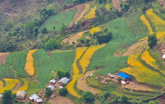 किसानका लागि खेतसम्मै प्रसारणलाइन