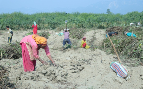 माघेसंक्रान्ति नजिकिएसँगै सर्लाहीका किसानलाई तरुल खन्न भ्याइनभ्याइ