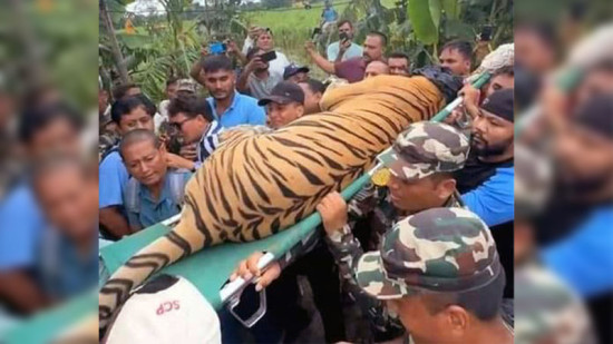 मान्छेलाई आक्रमण गरेको बाघलाई हात्तीसहित टोली परिचालन गरी नियन्त्रणमा लिइयो