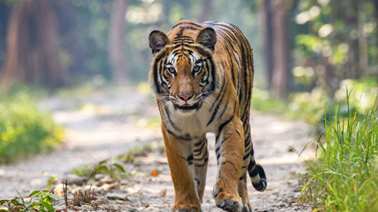 चितवन निकुञ्जमा भरिए ‘बाघ खोर’, बर्दिया पठाइयो बाघ