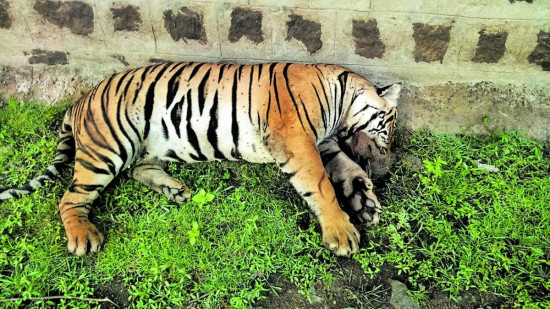 चितवनमा सात वर्षमा ३० बाघ मरे