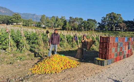 गोलभेडा बेचेर वार्षिक सात लाख नाफा