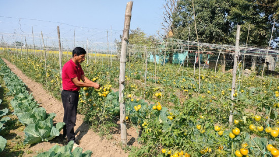 तरकारीको कमाइबाट धानिएको छ चार जनाको परिवार